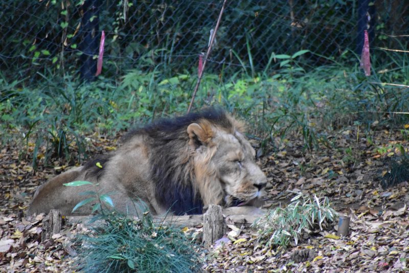 動物観察を楽しむ生徒たちの姿